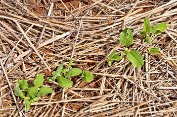 Quantidade certa de sementes de soja por hectare