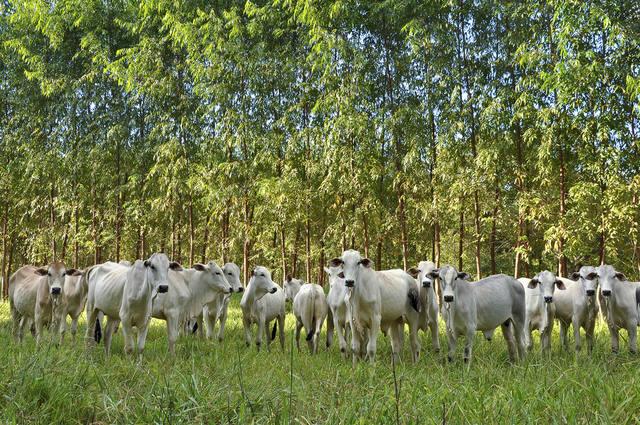 Programa de Agricultura de Baixo Carbono perde fora em recursos e contrataes   