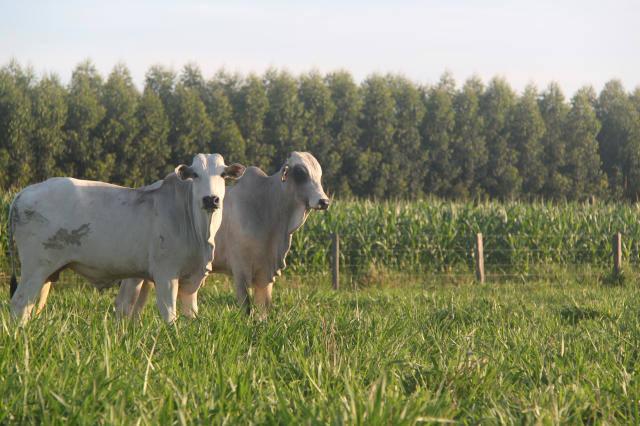 Sete passos para a implantao de uma pastagem produtiva