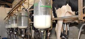 Paraná se mantém como 2º maior produtor de leite do país.