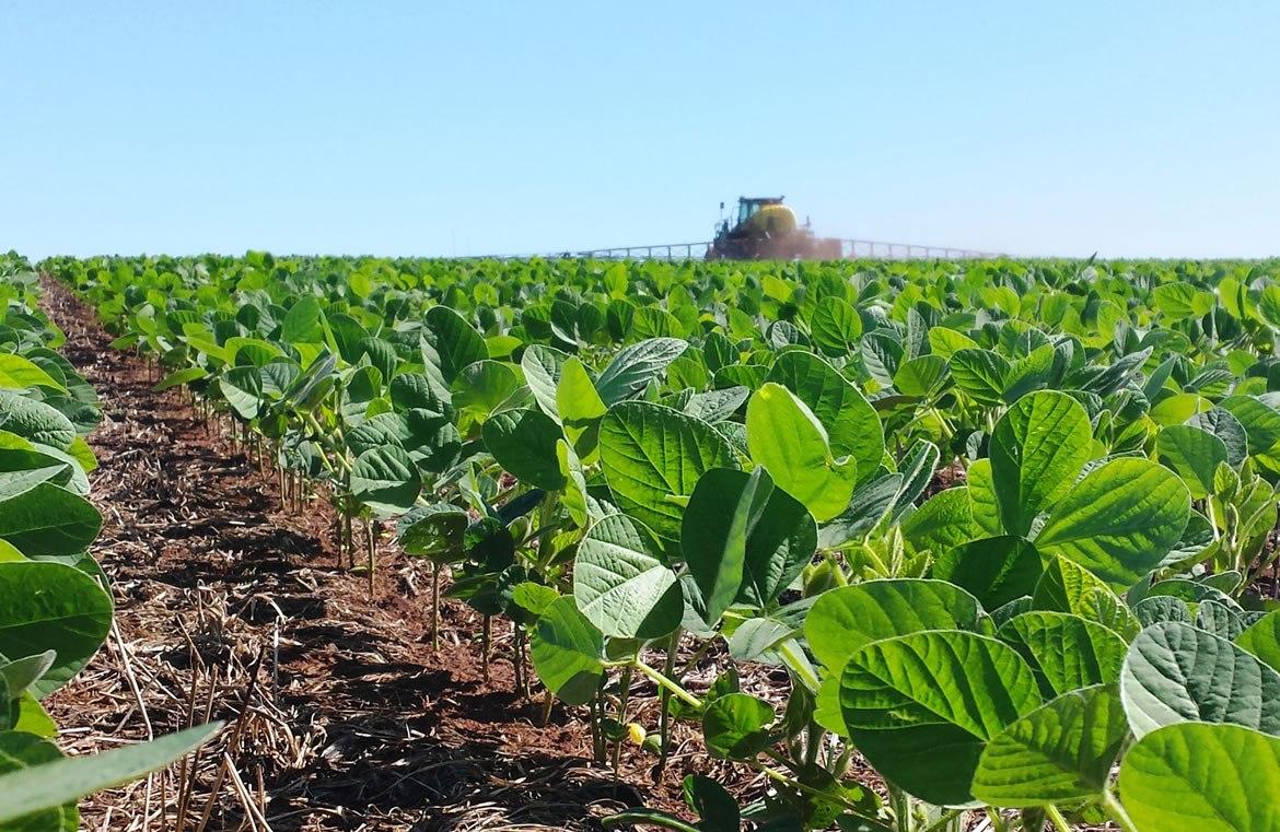 Problemas no estabelecimento e crescimento de plantas de soja na safra 2017/18: possveis causas