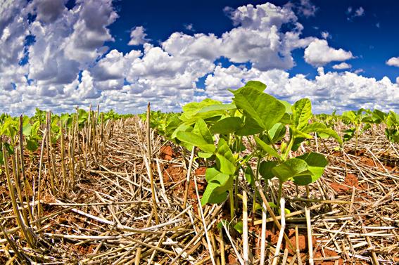 Impacto do Sistema Plantio Direto na agricultura brasileira