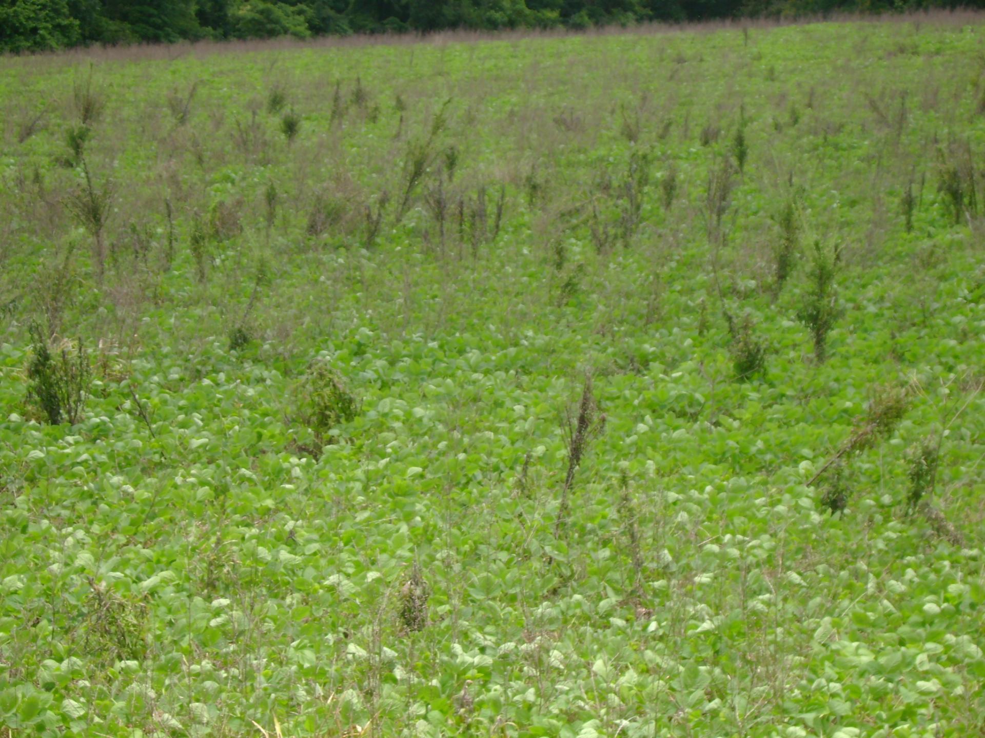 Manejo de coberturas vegetais e controle de plantas daninhas na soja