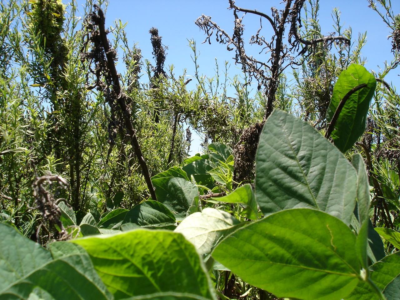 Prticas culturais para manejo de plantas daninhas na cultura da soja