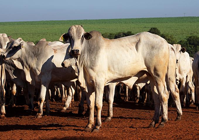 Conhea os desafios para a futuro da pecuria brasileira