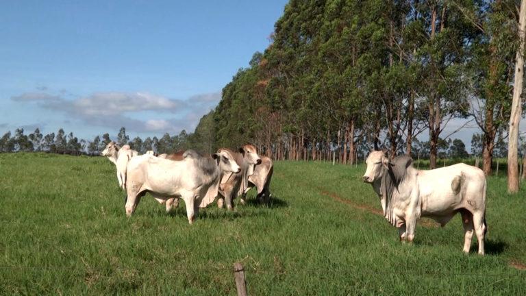 Veja como ter soja, milho e pasto no mesmo espao e ano