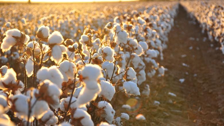 Soja e algodo: parceria de sucesso para o agricultor brasileiro