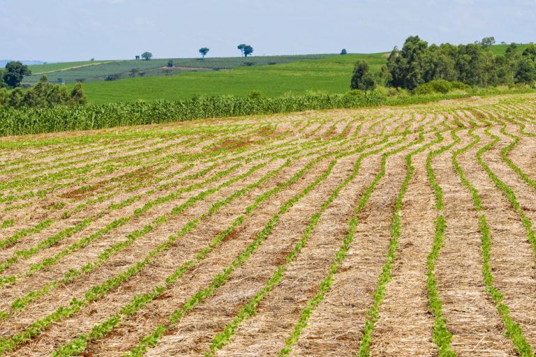 Soja lidera com folga o agronegcio brasileiro