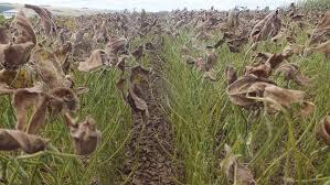 Vazio sanitrio como estratgia de manejo da ferrugem da soja