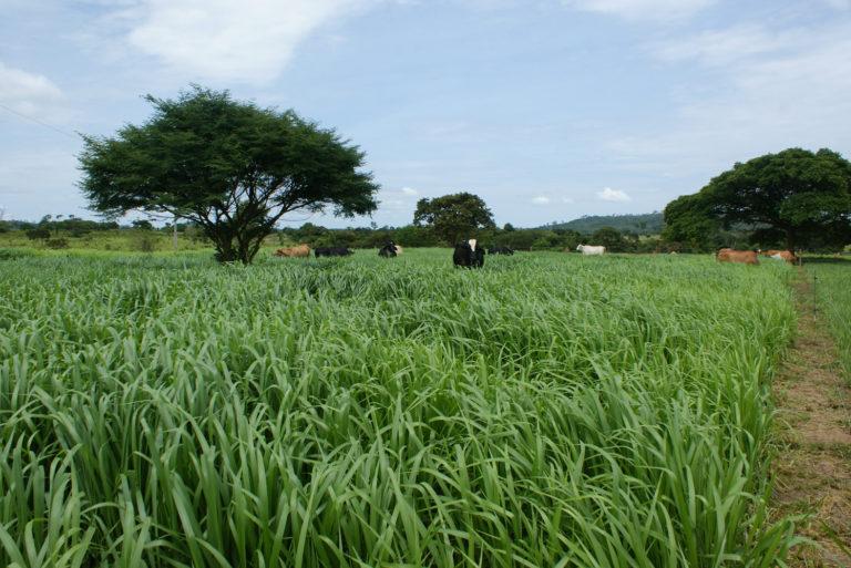 As culturas de entressafra podem influenciar a produtividade da soja