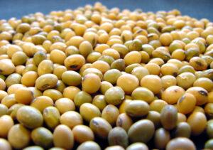 Embrapa Soja alerta sobre ocorrência de sementes de soja esverdeadas na safra 2019/2020
