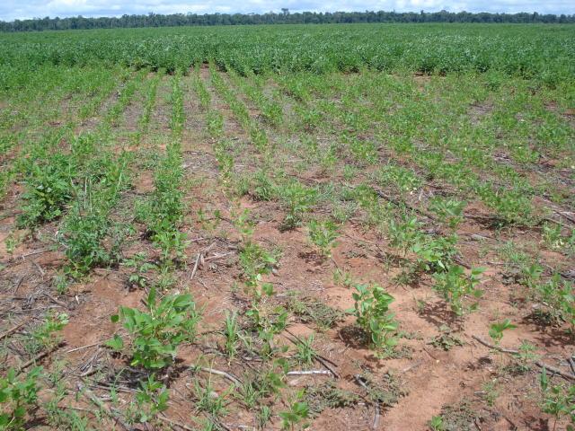 Nematoides: um problema subestimado na soja