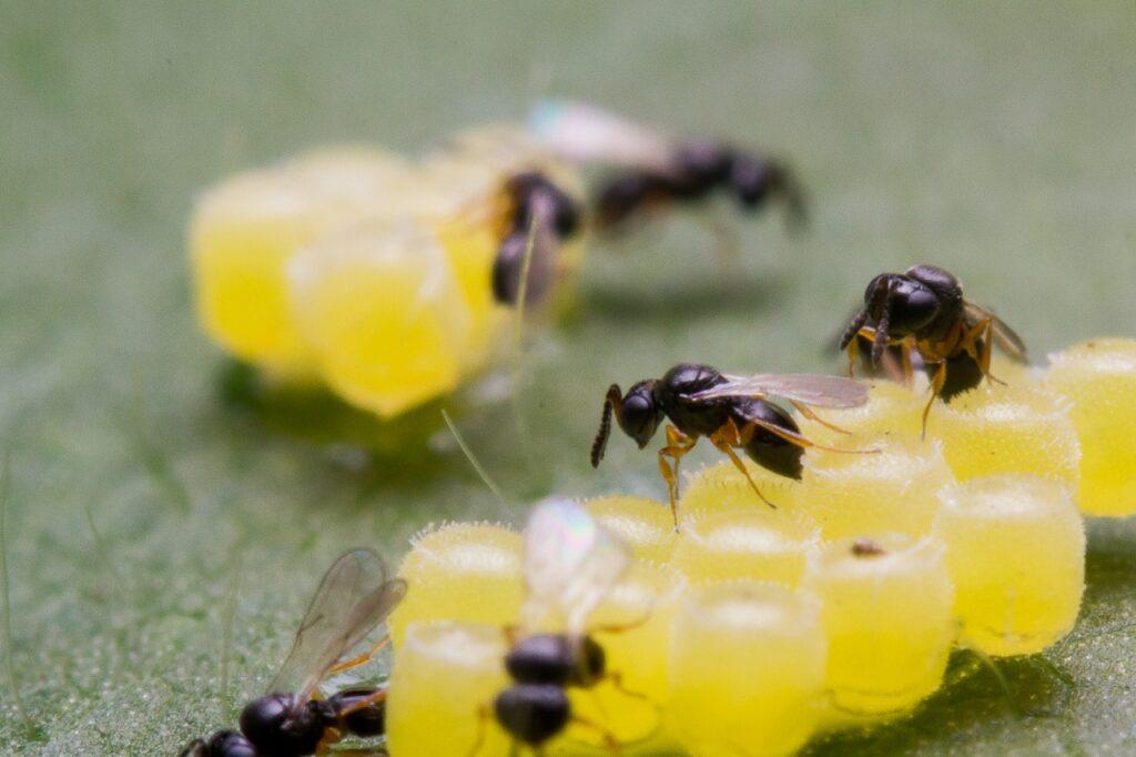 Telenomus podisi, inimigo natural de percevejos da soja