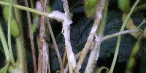 Mofo-branco, uma das mais antigas doenças da soja