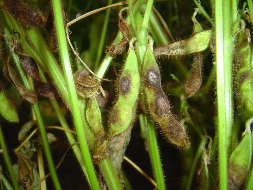 Antracnose, uma importante doena da soja