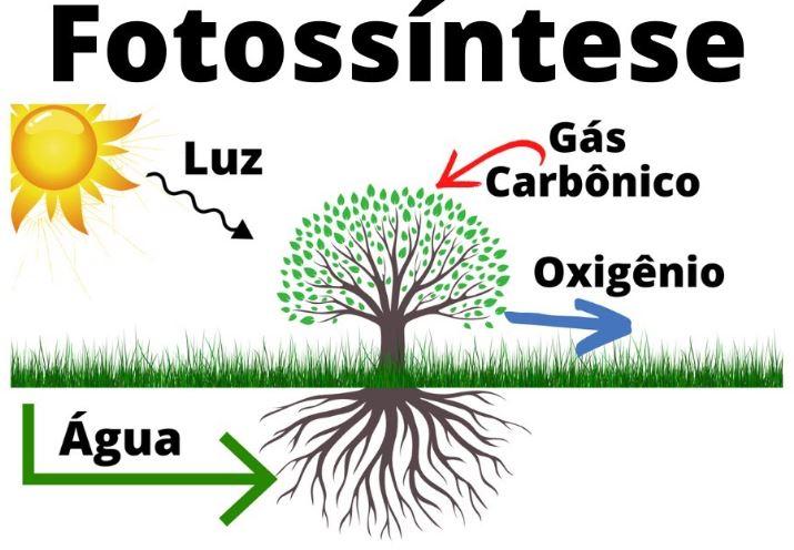 De que as plantas se alimentam para se desenvolver