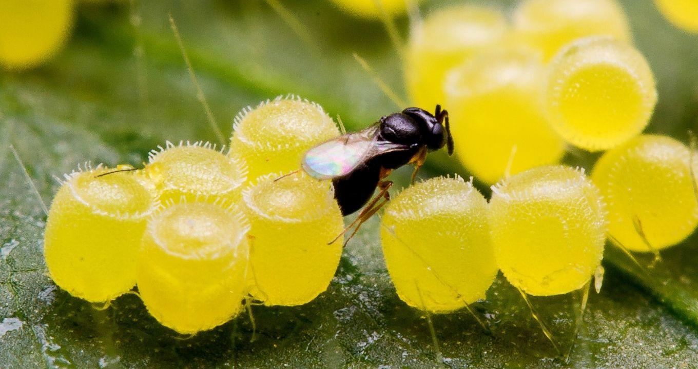 Controle biolgico de pragas e doenas de plantas