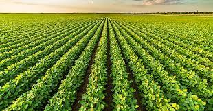 Carne vegetal e o futuro da pecuria