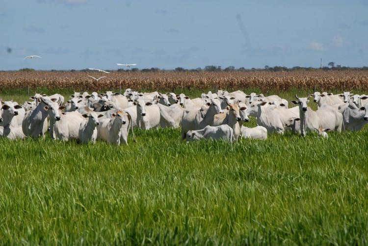 A integrao lavoura-pecuria  estratgica para a agropecuria brasileira