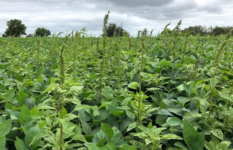 Amaranthus palmeri: uma ameaa real no Brasil