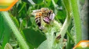 Interao soja e abelhas: o meio ambiente agradece
