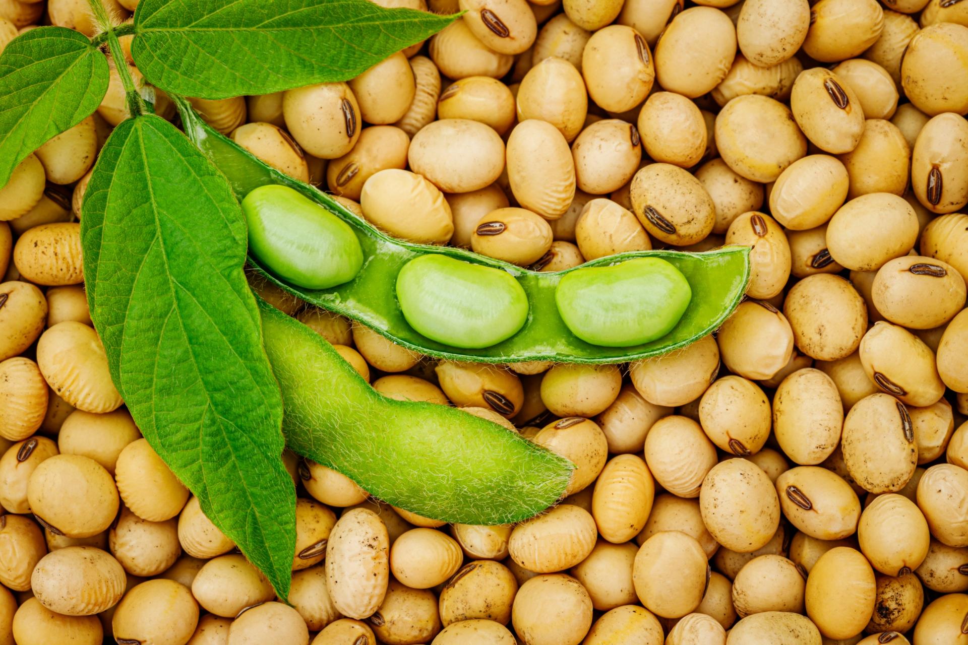 Evoluo das tcnicas de produo de soja: nada mais sustentvel