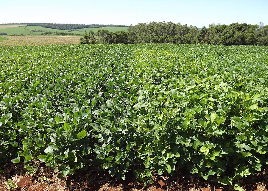 Boas prticas agrcolas para produo de soja baixo carbono